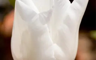 Darwi Snow / Дарви Снов