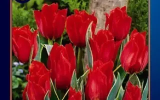 Datscha / Датсча