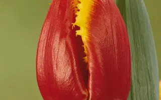 Davenport / Давэнпорт