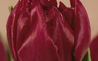 David Teniers / Давид Тэниэрс