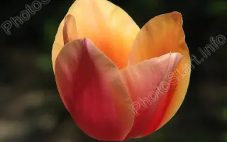 Dawnglow / Довнглов