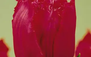 Day Star / Дей Стар