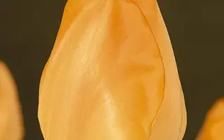 Daydream / Дейдрим