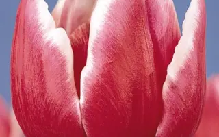 Debutante / Дебутантэ