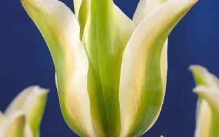 Deirdre / Диердрэ