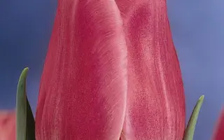 Dekker's Glory / Дккэрс Глори