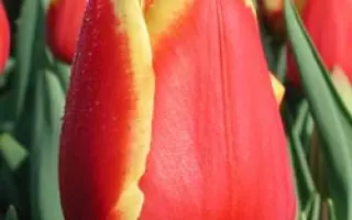 Denmark / Дэнмарк