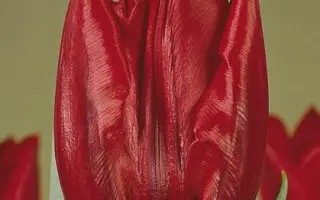 Deshima / Дэшима