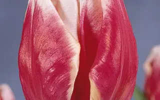 Destiny / Дэстини