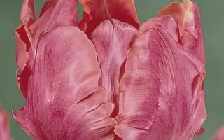 Diana Ross / Диана Росс