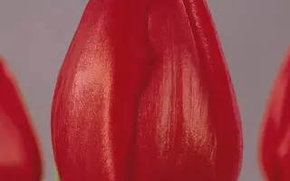 Dick Passchier / Дик Пассчиэр