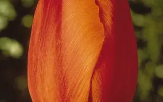 Dillenburg / Диллэнбург