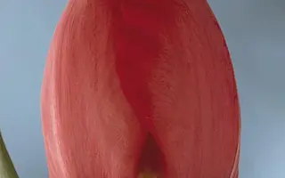 Diplomate / Дипломат