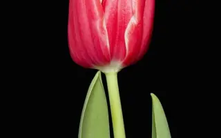 Dirk Scheringa / Дирк Счэринга