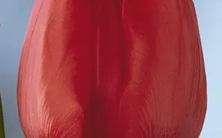 Dix' Favourite / Дикс Фавоурит