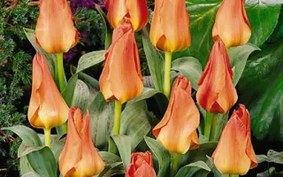 Doctor van Hesteren / Доктор ван Хэстэрэн