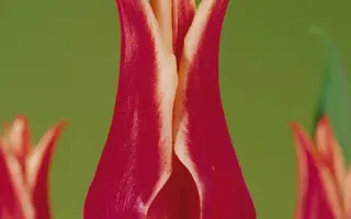 Doctor Wisse Dekker / Доктор Висс Дэккэр