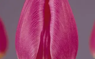 Dokkum / Доккум