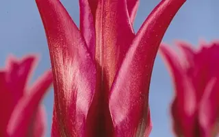 Doll's Minuet / Долл'с Минуэт