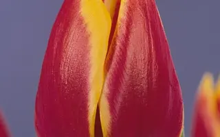 Dolly Dots / Долль Дотс