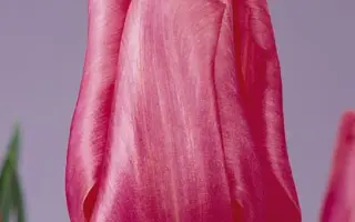 Domino / Домино