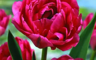 Don Camillo / Дон Камилло