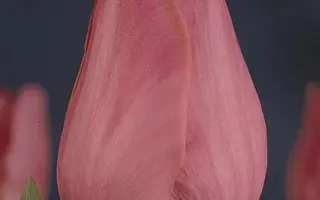 Don Quichotte / Дон Куичоттэ