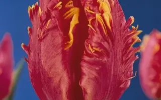 Doorman's Elite / Доорман'с Элитэ