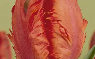 Doorman's Record / Доорманс Рэкорд