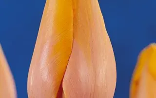 Dordogne / Дордогнэ