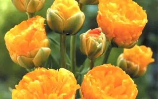 Double Beauty of Apeldoorn / Добле Бюти оф Апэлдурн