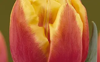 Double Focus / Доубл Фокус