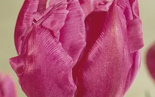 Double Price / Доублэ Прайс