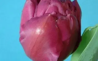 Double Princess / Доублэ Принцэсс