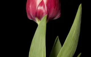 Double Punky / Доублэ Пунки