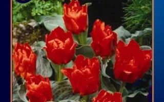 Double Red Ridinghood / Доублэ Рэд Ридингуд