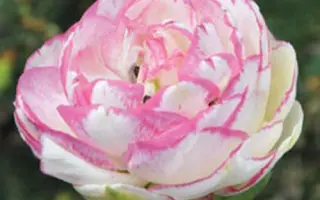 Double Touch / Доублэ Тоуч