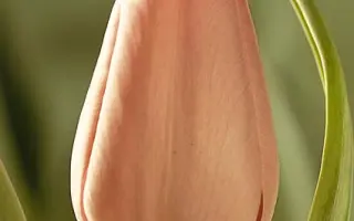 Douglas Bader / Доуглас Бадэр