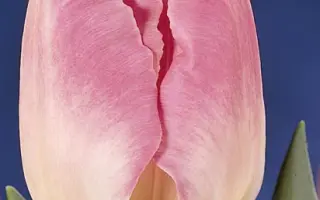 Dream Show / Дрим Шов