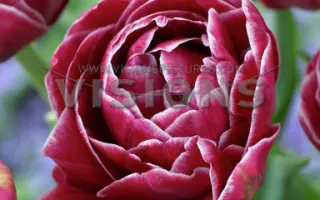 Dream Touch / Дрим Тауч