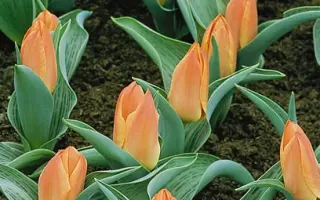 Dreamboat / Дрэамбоат