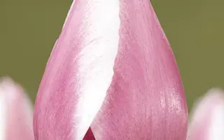 Dreaming Maid / Дрэаминг Маид