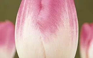 Dreamland / Дрэамланд