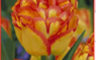 Dreamline / Дрэамлинэ