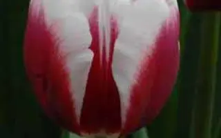 Dreamlover / Дрэамловэр