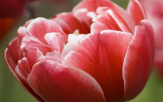 Drumline / Друмлинэ