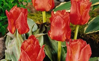 Dubbele Roodkapje / Дуббэлэ Роодкапе