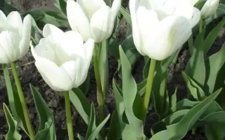 Duke of Wellington / Дюк оф Вэллингтон