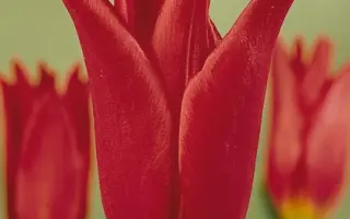 Dyanito / Дианито