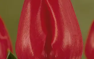 Dynamite / Динамит